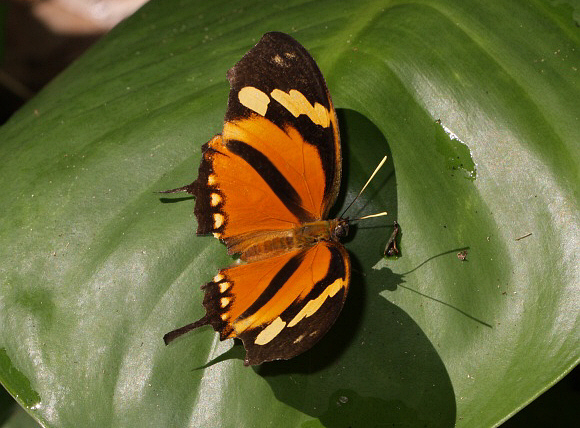 Tiger with Tails