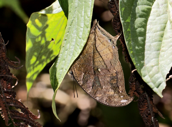 Cloudforest Leafwing