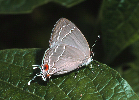 Orcynia Hairstreak