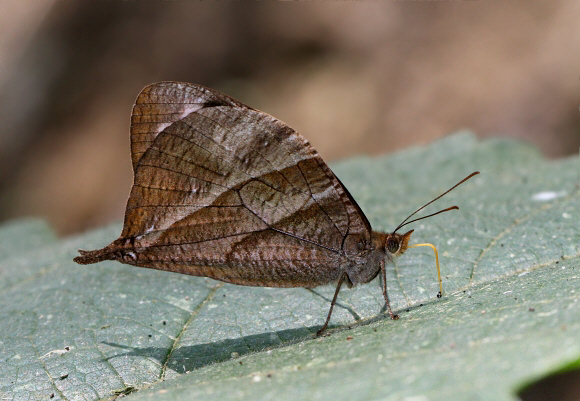 Corades enyo almo, Medellin, Colombia - Adrian Hoskins