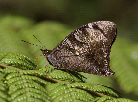 Corades medeba, Manu cloudforest, Madre de Dios, Peru - Adrian Hoskins