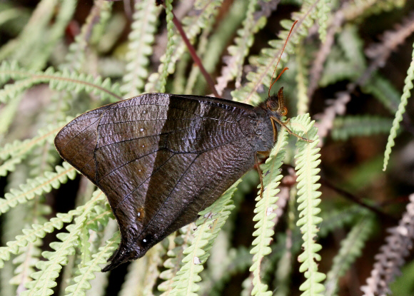 Corades pannonia ploas, Tatama NP, Colombia - Adrian Hoskins