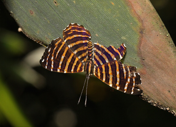 Thasus Metalmark