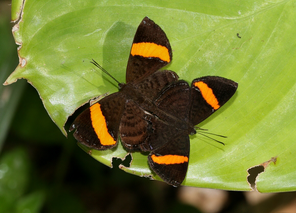 Colombian Banded Gem