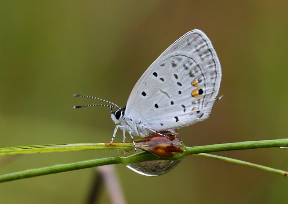 Eastern Tailed Blue