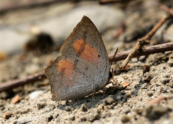 Curetis dentata male, dry season form, Buxa, West Bengal, India - Adrian Hoskins