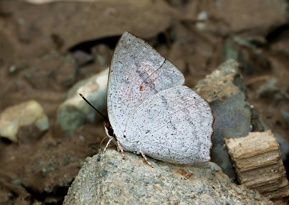 Curetis dentata male, wet season form, Ultapani, Assam, India - Adrian Hoskins