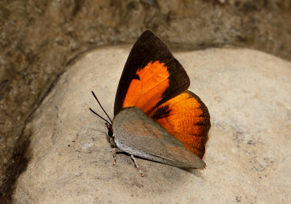 Curetis dentata male, wet season form, Ultapani, Assam, India - Adrian Hoskins