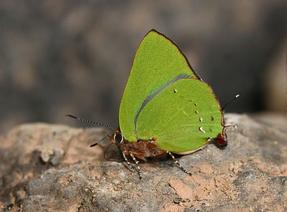 Tropical Greenstreak