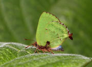 Cyanophrys%20longula%204397 001a small - Learn Butterflies