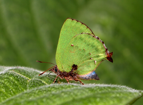 Mountain Greenstreak