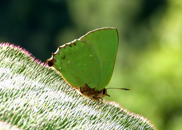 Cyanophrys longula female, Medellin, Colombia – Les Catchick