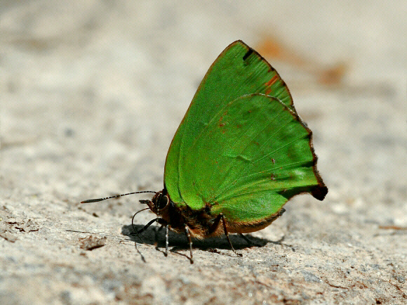 Cyanophrys pseudolongula, Tingo Maria, Peru – Peter Maddison