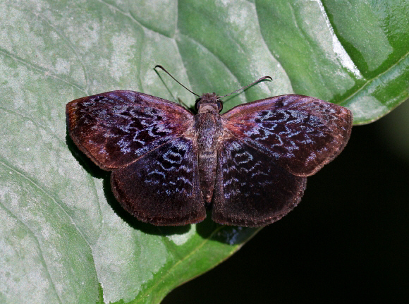 Möschler’s Bent-Skipper