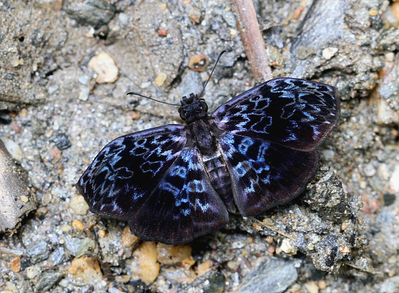 Cycloglypha thrasibulus, Rio Claro, Colombia - Adrian Hoskins