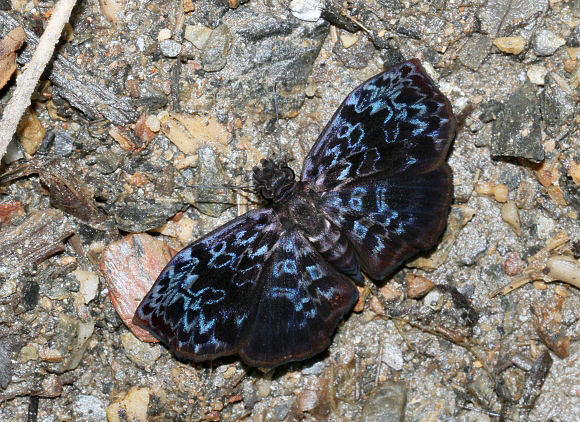 Violaceus Bent-Skipper