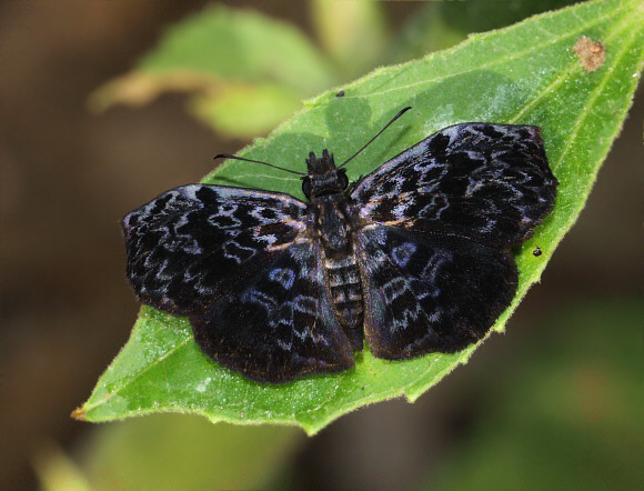 Cycloglypha thrasibulus, Satipo, Peru - Adrian Hoskins