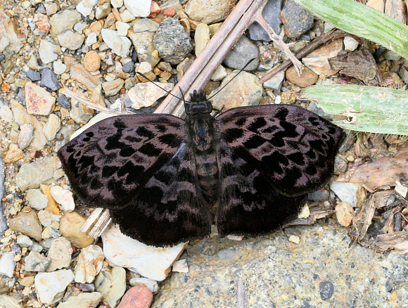 Cycloglypha tisias, Tatama NP, Colombia - Adrian Hoskins