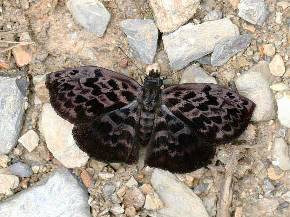 Tisias Bent-Skipper