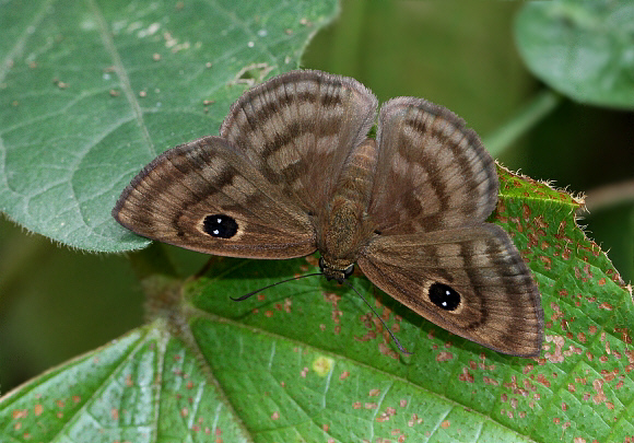 Cyclosemia leppa, Medellin, Colombia - Adrian Hoskins