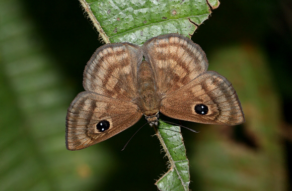 Cyclosemia leppa, Medellin, Colombia - Adrian Hoskins