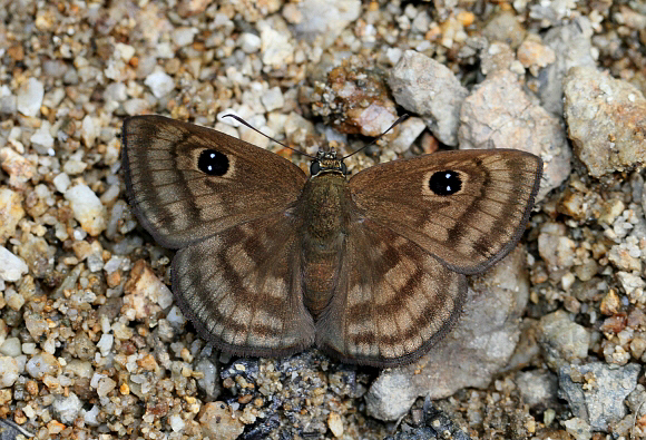 Eyed Spreadwing