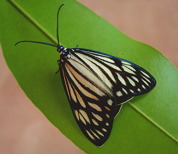 Cyclosia papilionaris, female, Cambodia