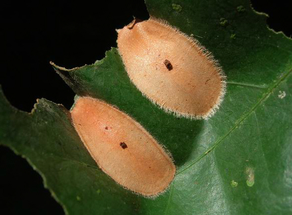 Cyclosia papilionaris cocoons, Cambodia