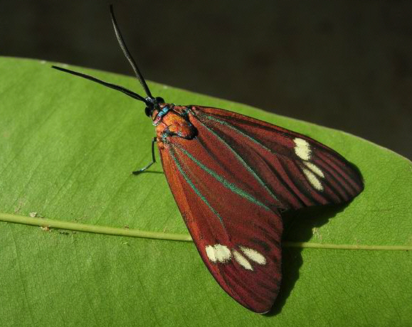 Cyclosia papilionaris, male, Cambodia