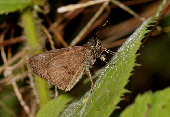 Alumna Grass Skipper