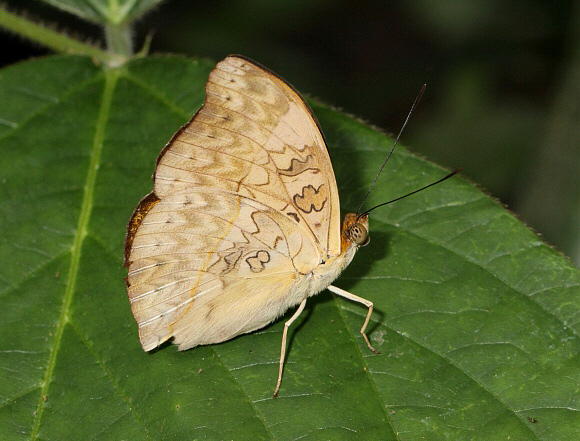 Cymothoe aubergeri, male, Kakum, Ghana - Adrian Hoskins