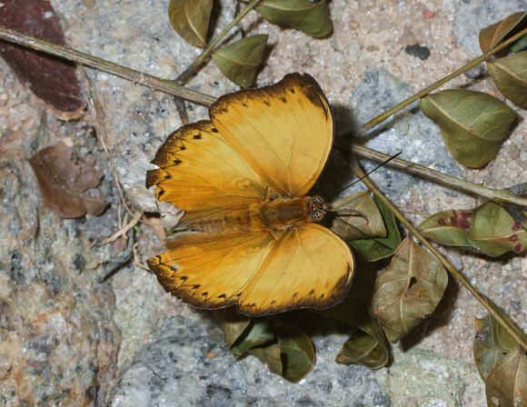 Western Yellow Glider