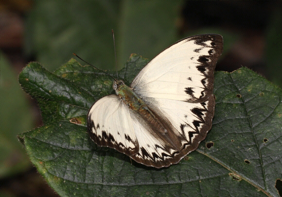 Cymothoe caenis male, Boabeng-Fiema, Ghana - Adrian Hoskins