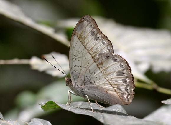 Common White Glider