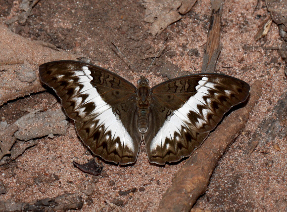 Cymothoe caenis female, Boabeng-Fiema, Ghana - Adrian Hoskins