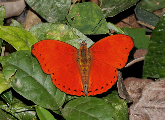 Cymothoe coccinata male, Bunso, Ghana - Adrian Hoskins