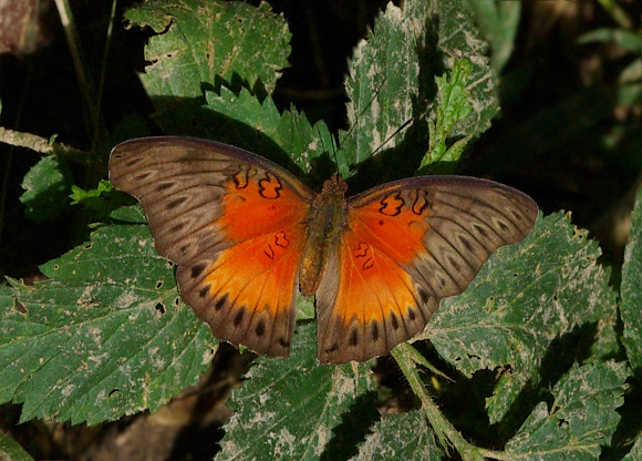 Common Red Glider