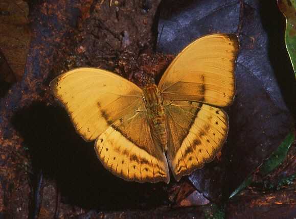 Yellow Glider