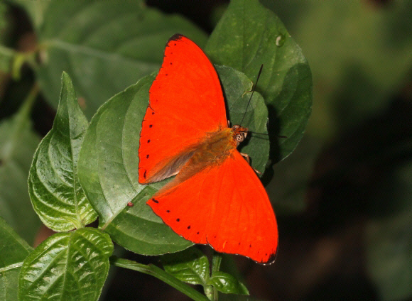 Mabille’s Red Glider