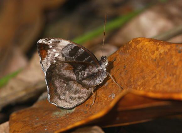 Brilliant Nymph