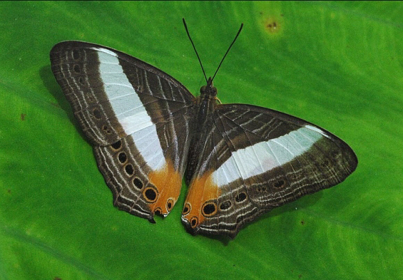 Godart’s Map butterfly