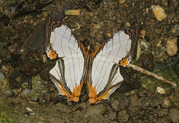 Cyrestis nivea nivalis, Taman Negara, West Malaysia