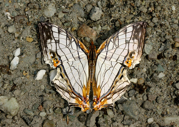 Cyrestis thyodamas, Buxa, West Bengal, India - Adrian Hoskins