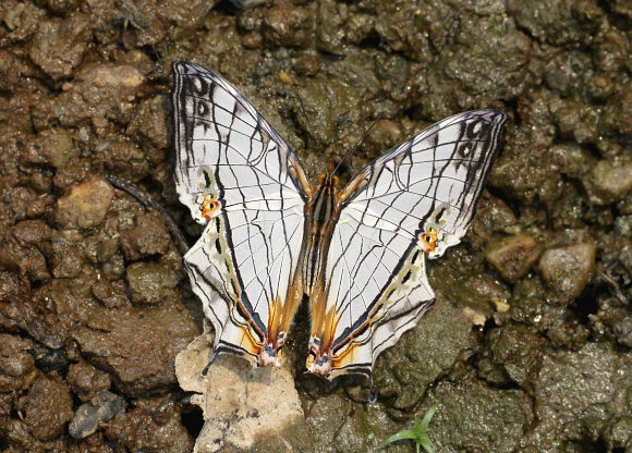 Cyrestis thyodamas, Chilapata, West Bengal, India - Adrian Hoskins