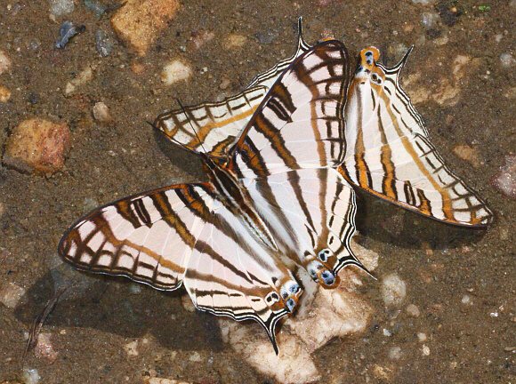 Cyrestis camillus, Wli Falls, Ghana