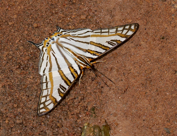 Cyrestis camillus, Bobiri forest, Ghana