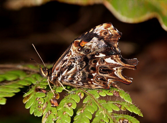 Peruvian Twin-tailed Satyr