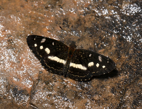 Dagon pusilla, Satipo, Peru - Adrian Hoskins