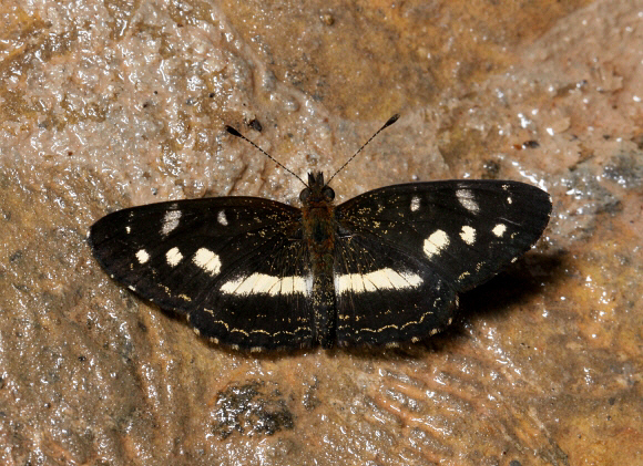 Dagon pusilla, Pauti, Junin, Peru - Adrian Hoskins