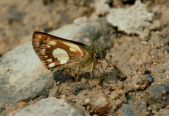 Cupavia Skipperling